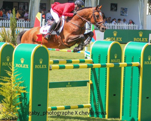 stallion Dieu-Merci van T&L (Belgium Sporthorse, 2009, from Toulon)