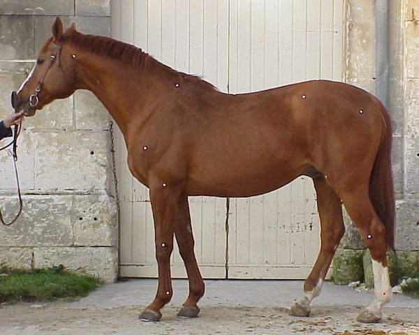 Deckhengst Talent Platiere (Selle Français, 1985, von Galant de la Cour)
