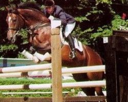 stallion Moebus (Selle Français, 1978, from Votez Bien AA)