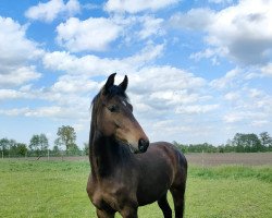 horse Never Quit (Holsteiner, 2020, from van Gogh)