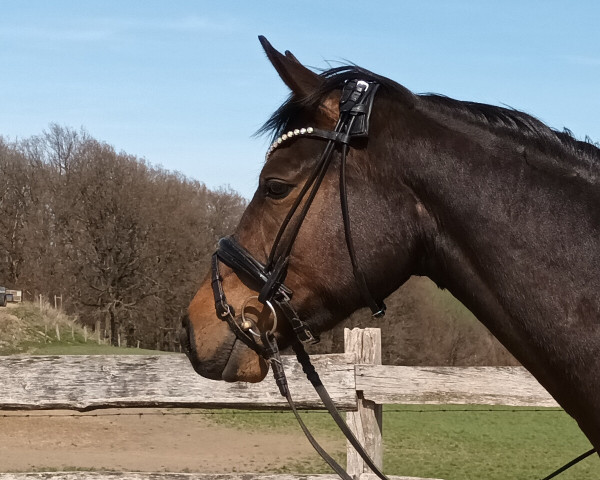 horse Djibril (Westphalian, 2019, from Destacado FRH)