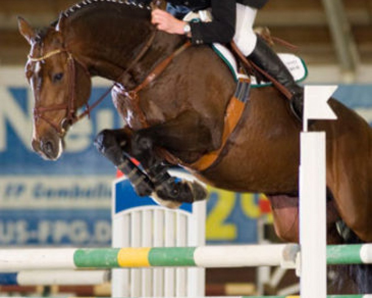 stallion Cypriano (Holsteiner, 2001, from Coriano)