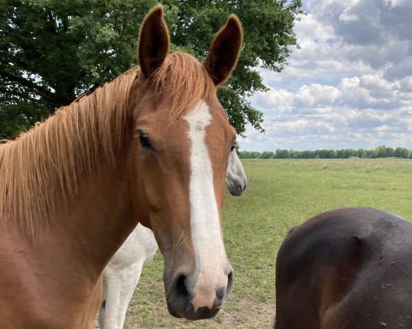horse Zora Whitesocks Z (Zangersheide riding horse, 2020, from L.B. Zornell II)
