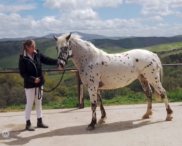 broodmare Mariposa af Vissegaard (Knabstrupper, 2019, from Paganini af Silver)