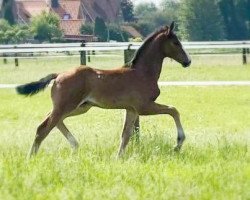 horse Baccardi's Barnaby W (Westphalian, 2021, from Baccardi’s Best)