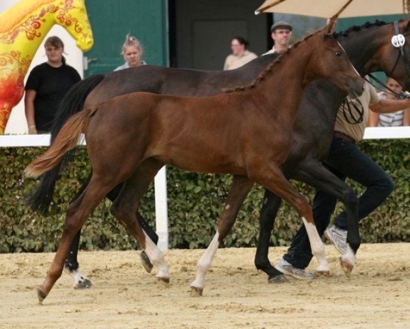 jumper Si Belle 4 (Trakehner, 2016, from Phlox)