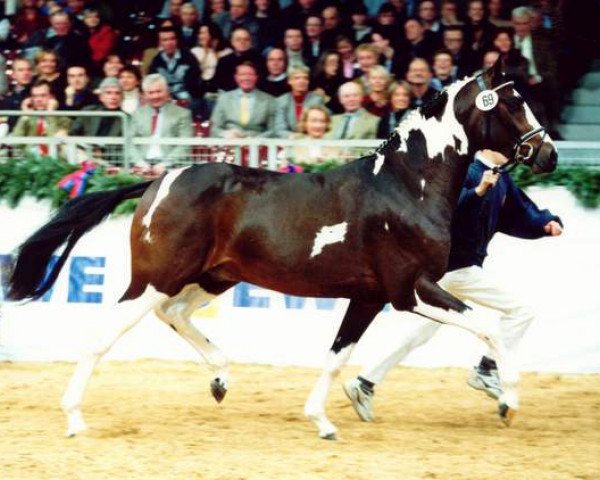 jumper Special Design (Oldenburg, 1999, from Semper)
