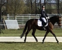dressage horse Happy Birthday 7 (German Riding Pony, 2016, from Hero)