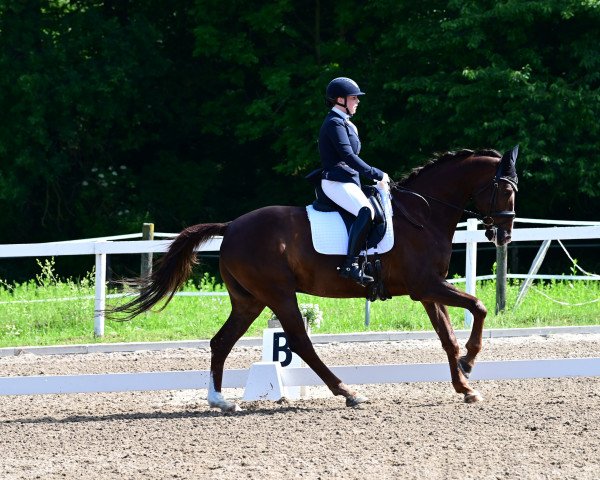 Dressurpferd Laudavio Hn (Österreichisches Warmblut, 2009) Dressurpferd Laudavio Hn (Österreichisches Warmblut, 2009)