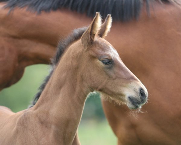 horse Finishing Blue HP (Hanoverian, 2022, from Finishing Touch Wareslage)