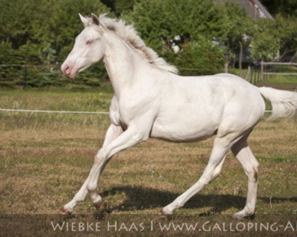 jumper C.C. Today (German Warmblood, 2010, from Creme de la Creme)