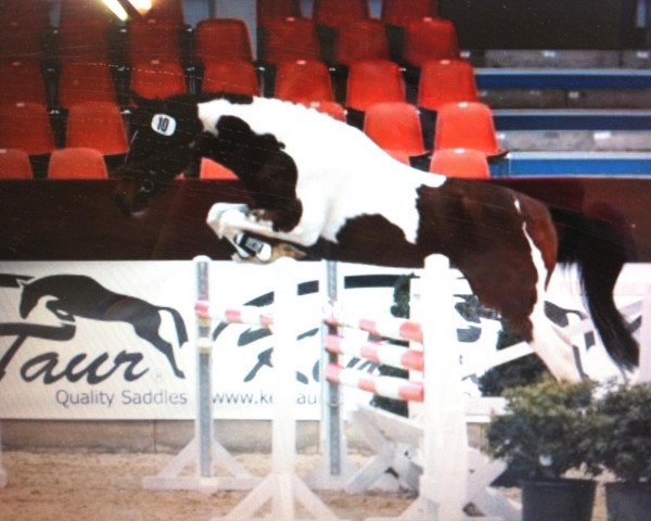 Deckhengst Shiraz (Lewitzer, 2009, von Shady Aziz)