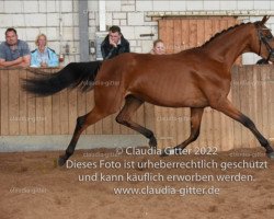 Pferd Sweet Love MH (Oldenburger, 2019, von Fred Feuerstein)