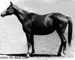 broodmare Angara (Trakehner, 1944, from Alibi 3985)