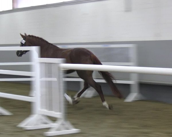 Stutenleistungsprüfung Münster-Handorf 2022