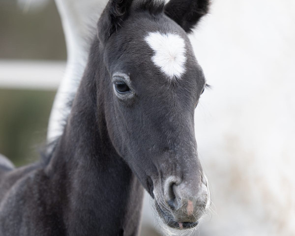 horse Dion by Elfes S (Westphalian, 2022, from Danestos)