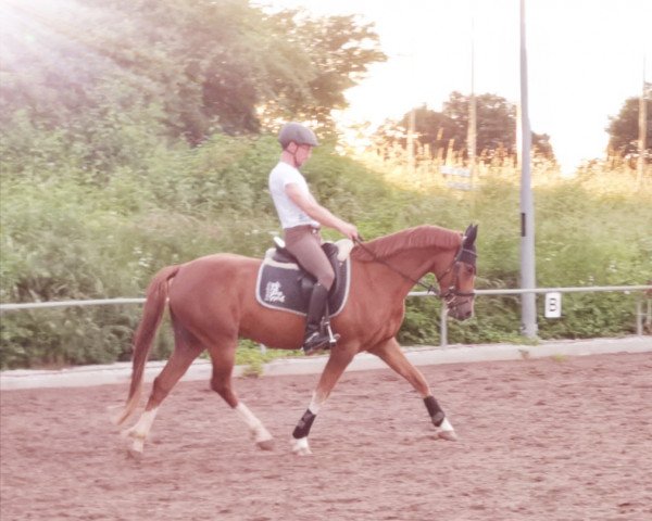 Dressurpferd Gründleinshofs Date (Deutsches Reitpony, 2016, von Dating AT NRW) Dressurpferd Gründleinshofs Date (Deutsches Reitpony, 2016, von Dating AT NRW)
