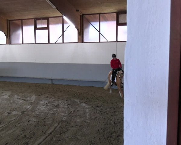 Stutenleistungsprüfung Münster-Handorf 2022