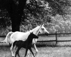 broodmare Dinarsad ox (Arabian purebred, 1928, from Dynamit ox)