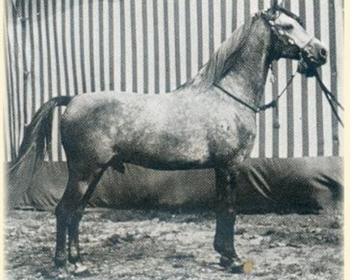 Deckhengst Haladin ox (Vollblutaraber, 1952, von Halef 1937 ox)