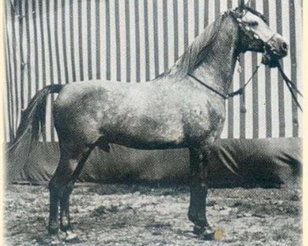 stallion Haladin ox (Arabian purebred, 1952, from Halef 1937 ox)