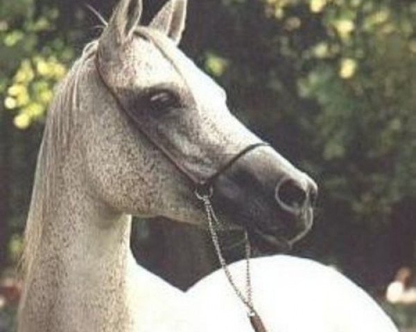 broodmare Fatme ox (Arabian purebred, 1956, from Haladin ox)