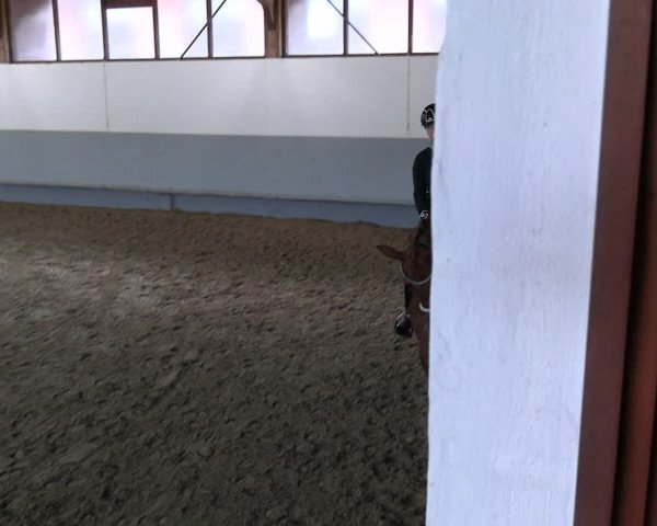 Stutenleistungsprüfung Münster-Handorf 2022