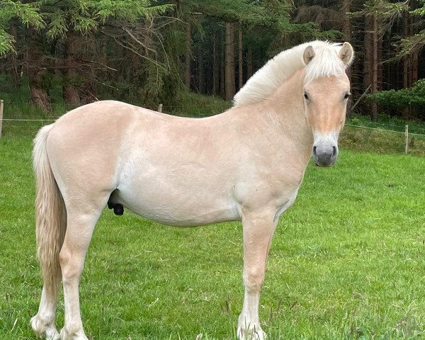 horse Casjen (Fjord Horse, 2021, from Caron vom Eekbarg)