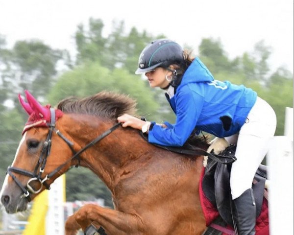 Zuchtstute Hali's Brendy (New-Forest-Pony,  , von Woodrow Carisbrooke)