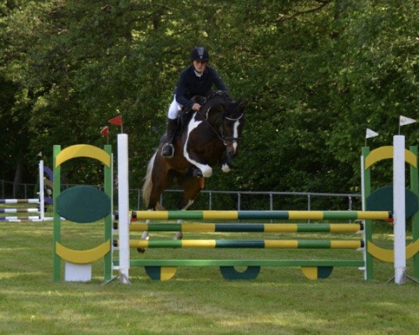 horse Rebellion du Rouet (Zangersheide riding horse, 2017, from Hahnenhofs Rox du Rouet)