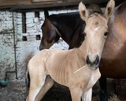 horse Cara (Little German Riding Horse, 2022, from Soel'rings Cuvee)