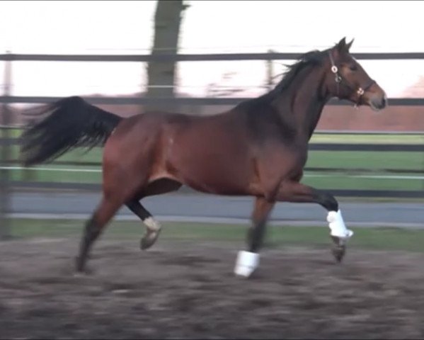 horse Stute von Erdinger / Florenz (Oldenburg, 2019, from Erdinger)