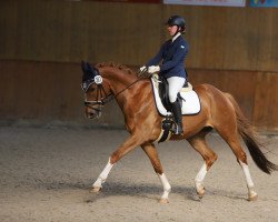 dressage horse Magnus 126 (Polish Warmblood, 2012, from Brandon)