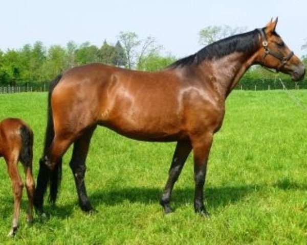 Zuchtstute Sharifa II (Holsteiner, 2002, von Contender)