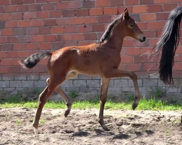 horse Stute von GALAXY / Florenz 71 (Oldenburg, 2022, from Galaxy)