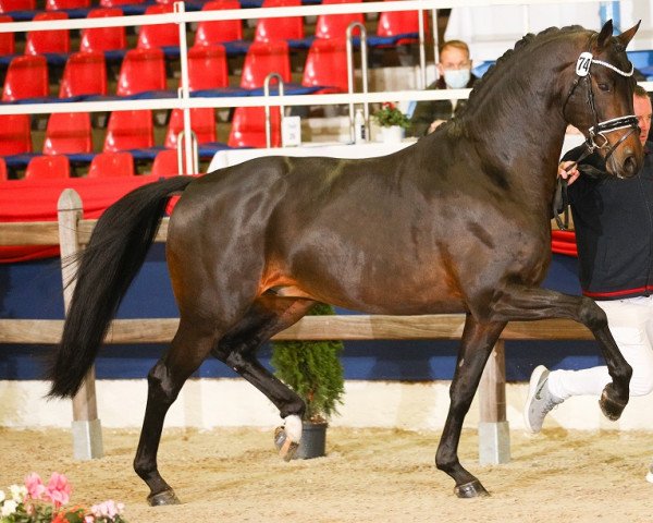 stallion Galaxy (KWPN (Royal Dutch Sporthorse), 2016, from Kastel's Grand Galaxy Win)