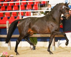 Deckhengst Galaxy (KWPN (Niederländisches Warmblut), 2016, von Kastel's Grand Galaxy Win)