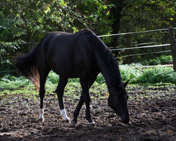 horse Helena D 2 (Hanoverian, 2007, from High Spirits)