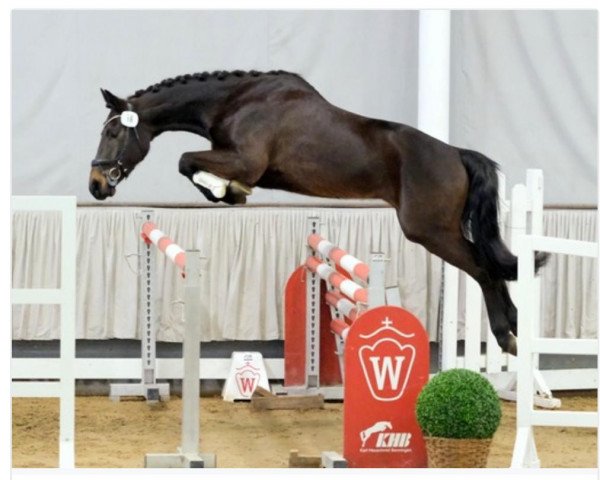 horse Carl Heinz S (Westphalian, 2018, from K.i Checkter)