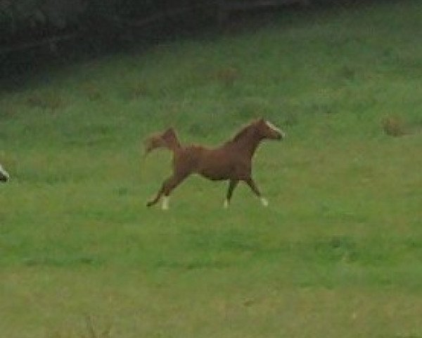 horse Corrado Downland (German Riding Pony, 1999, from Capri Moon)