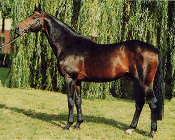 stallion Abasko xx (Thoroughbred, 1983, from Aveiro xx) stallion Abasko xx (Thoroughbred, 1983, from Aveiro xx)
