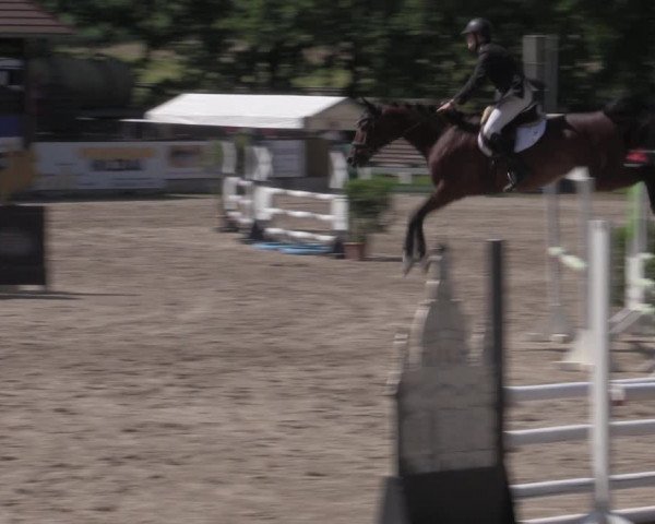 Reitturnier Lgl.-Oberhain, B95 2022