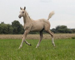 horse Golden Dream Man (Mecklenburg, 2012, from Creme de la Creme)