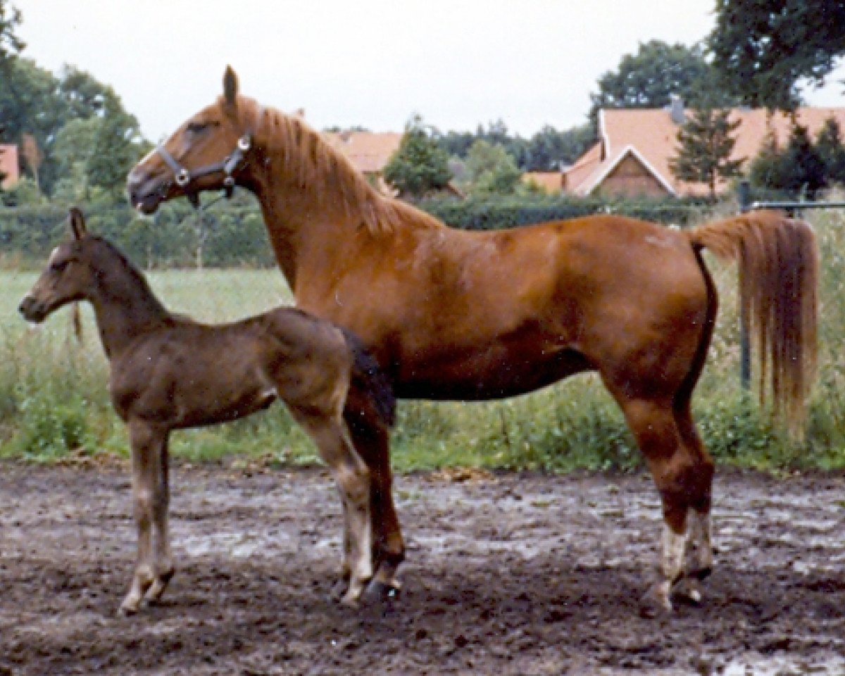 broodmare Lory (Hanoverian, 1989, from Warkant)