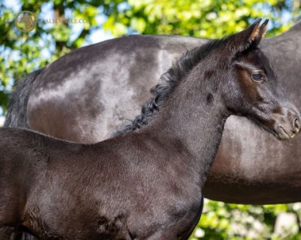 horse Parcival Z (Zangersheide riding horse, 2022, from Pegase van 't Ruytershof)