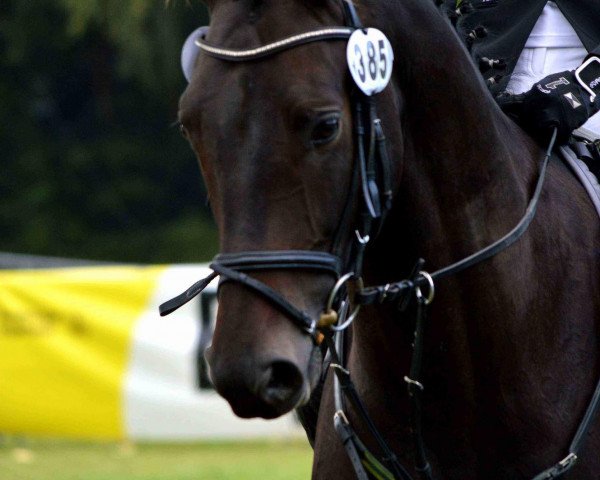 dressage horse Quick and Easy (Oldenburg, 2007, from Quality 9)
