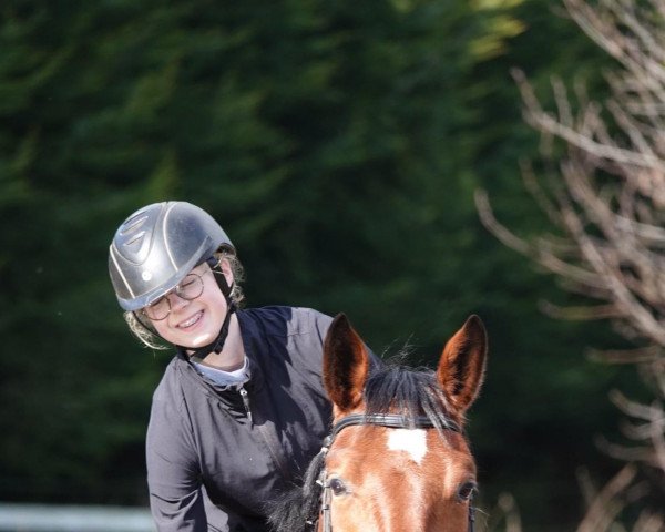 dressage horse La Machina HG (Oldenburg, 2015, from Levisonn 208 FIN)