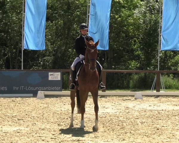 Reitturnier Everswinkel 2022