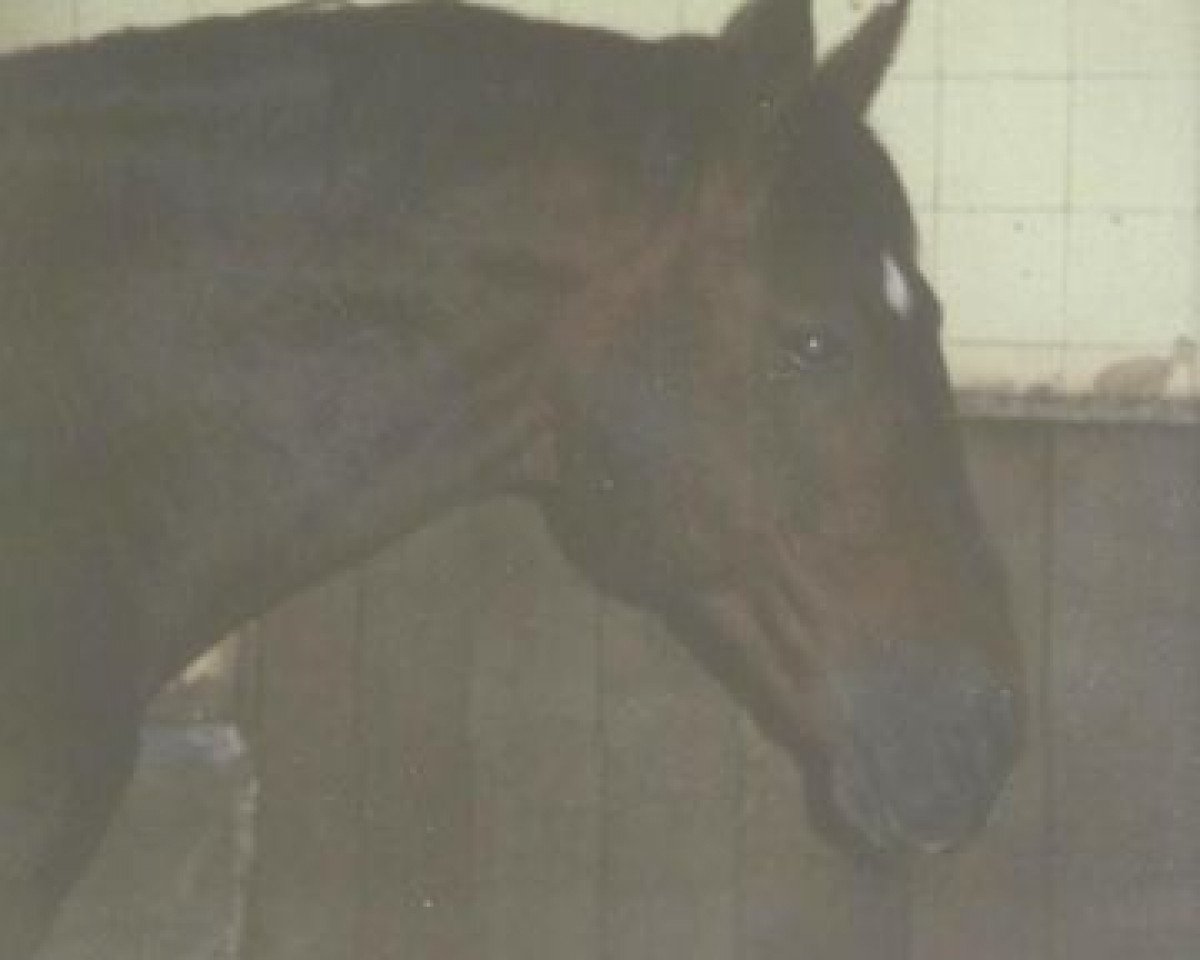 stallion Apart (Westphalian, 1975, from Angelo xx)