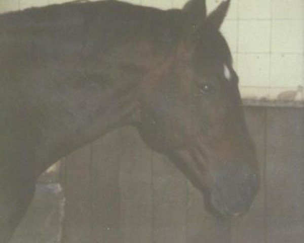 stallion Apart (Westphalian, 1975, from Angelo xx)